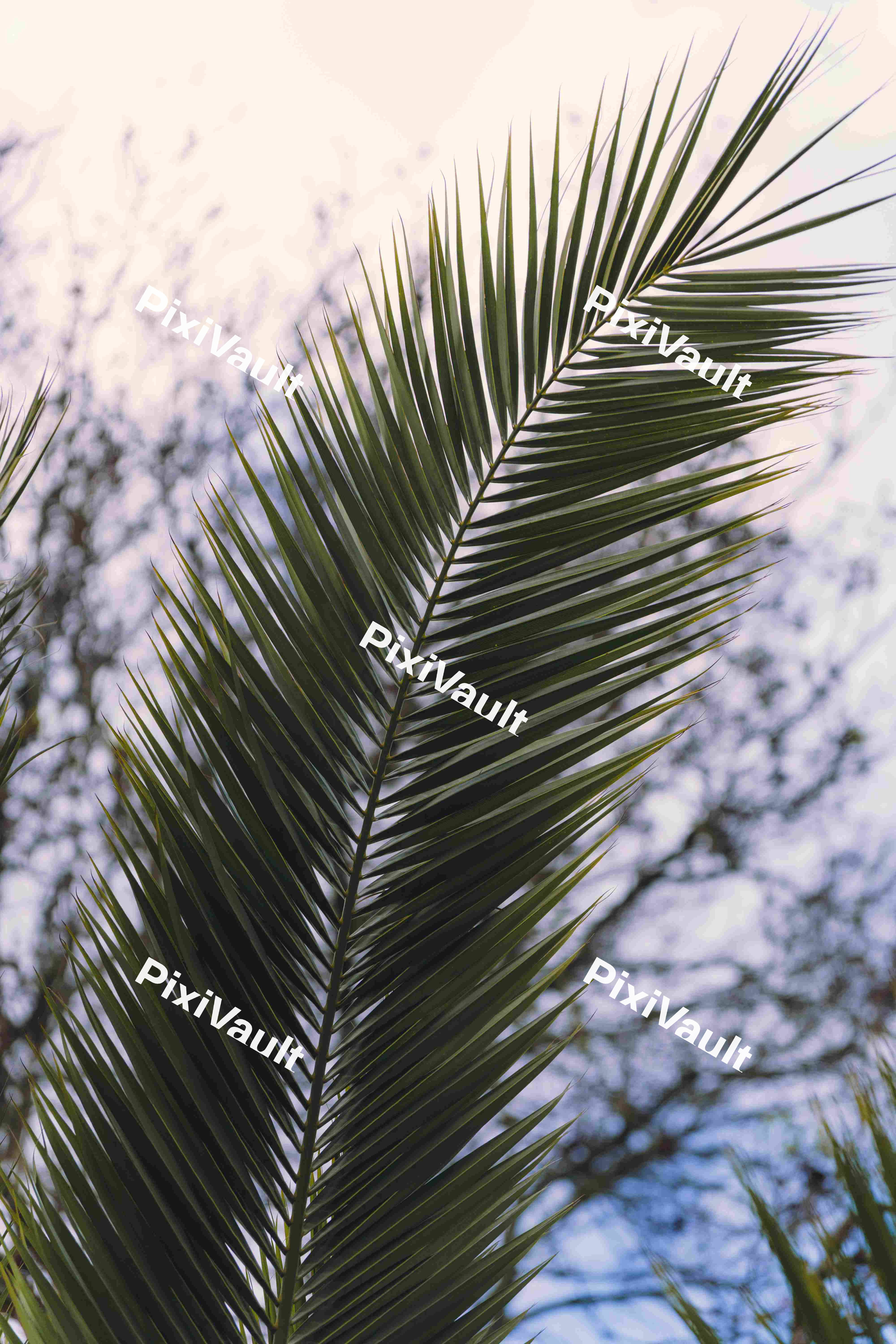 Palm Tree Leaf
